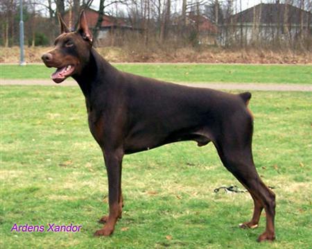 Ardens Xandor | Brown Doberman Pinscher