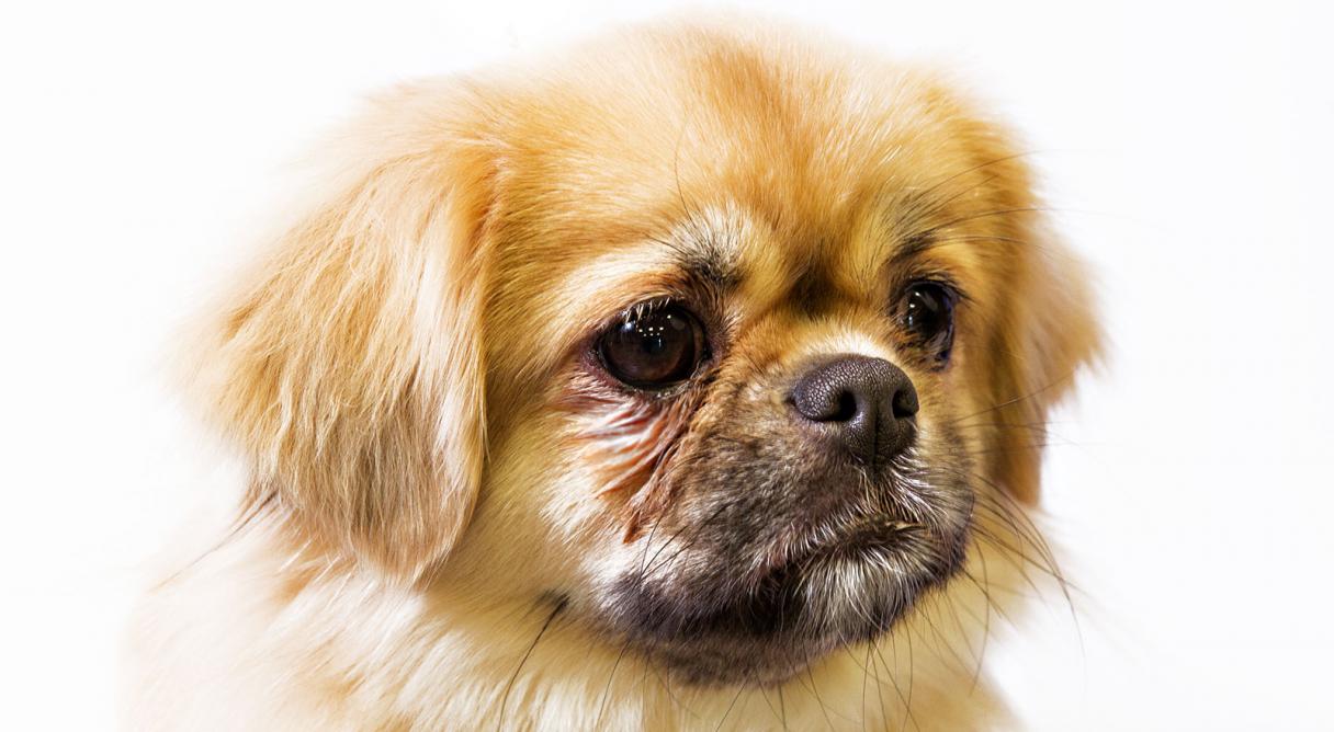 Tibetan Spaniel
