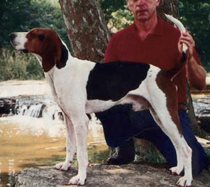 Dohoney's Boone | Treeing Walker Coonhound 