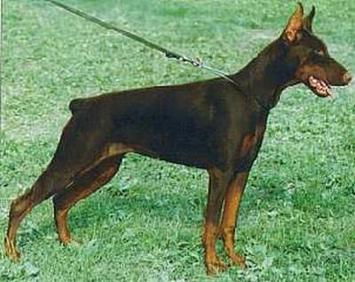 Fiamma Flu del Citone | Brown Doberman Pinscher