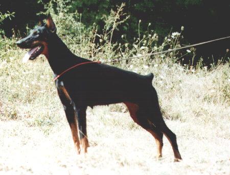 Giuliana del Diamante Nero | Black Doberman Pinscher