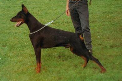 Ugano v. Hof ter Eeckhout | Black Doberman Pinscher