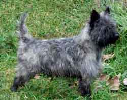 Angus of Lochwood | Cairn Terrier 