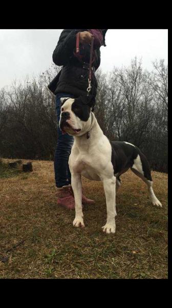 Giant Bulls Lucy | American Bulldog 