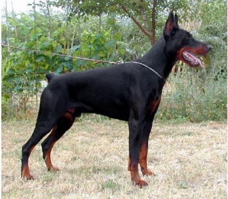 Olivaresortega del Citone | Black Doberman Pinscher