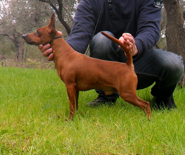 Tornado dell' Antica Sibari | Miniature Pinscher 