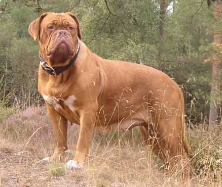 Bixby Diabolo Rouge | Dogue de Bordeaux 