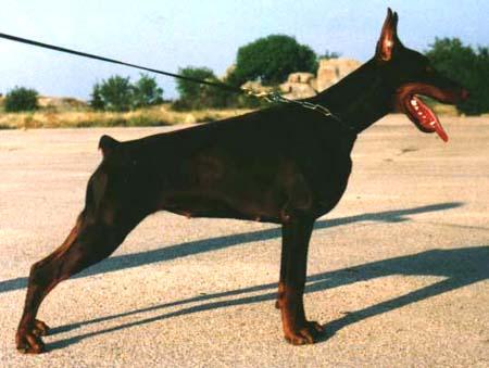 Ariadna de Grande Vinko | Brown Doberman Pinscher