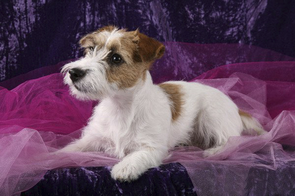 Wallflower Wood Rags Puma | Jack Russell Terrier 