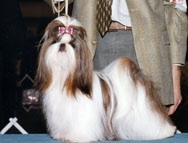 Falling Star's Suzie-Q | Shih Tzu 