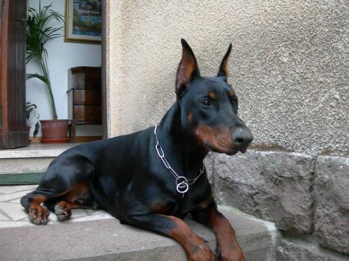 Joskie del Monte Aspro | Black Doberman Pinscher