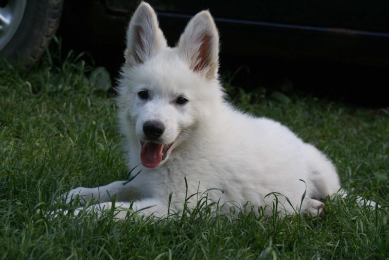 Zampa di Iniyan Natsu | White Swiss Shepherd Dog 