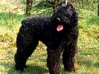 Ronda v.h. Veldeke | Bouvier des Flandres 