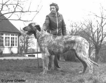 Erindale Grand Master | Irish Wolfhound 