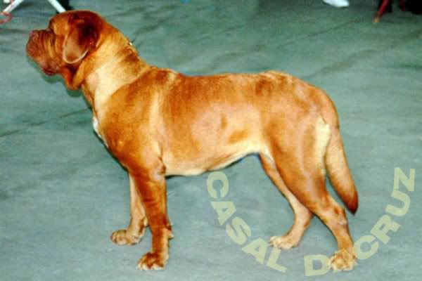 Edra do cazal dacruz | Dogue de Bordeaux 