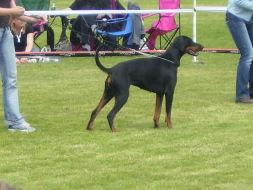 Fenna v. Kwang Song | Black Doberman Pinscher