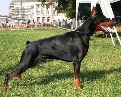 Xaro Miratio | Black Doberman Pinscher