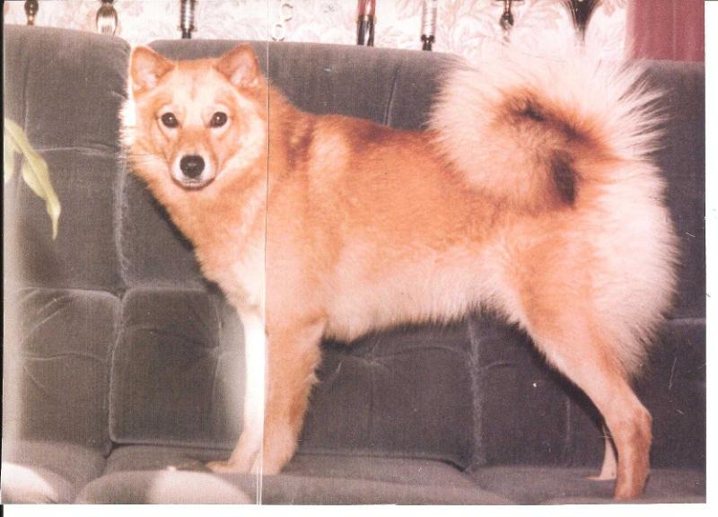 Cullabine WINDFALL | Finnish Spitz 