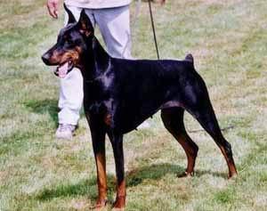 Tara Tzarine v. Heckendorf | Black Doberman Pinscher