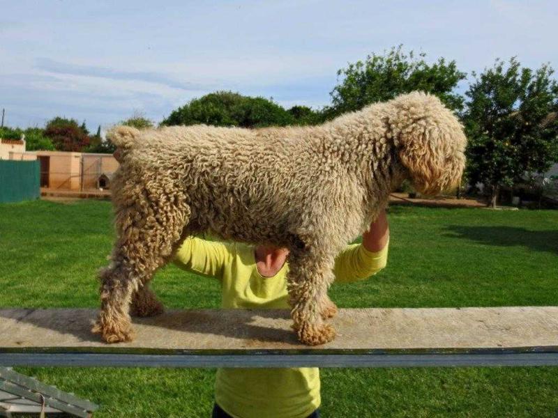 Jazz de Anarres | Spanish Water Dog 