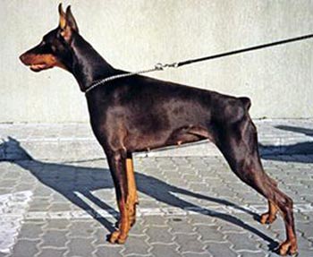 S'Lichobor Janet | Brown Doberman Pinscher