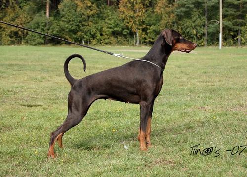 Eroosion Irie-Irienna | Brown Doberman Pinscher