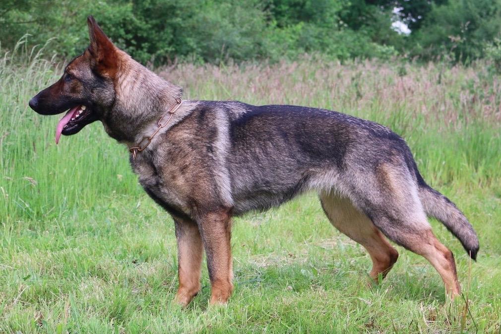 Raisers Inlay | German Shepherd Dog 