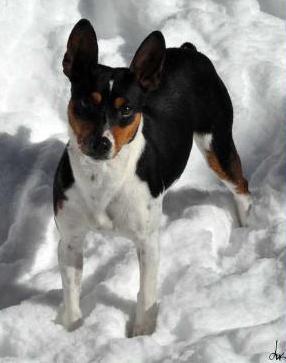 MNRVR'S MoonShadow of K2 | Rat Terrier 