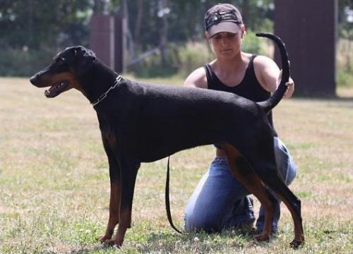 Lovis v. Bayrischen Löwen | Black Doberman Pinscher