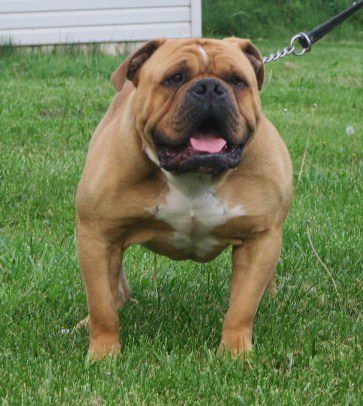 Top Dawg | Olde English Bulldogge 