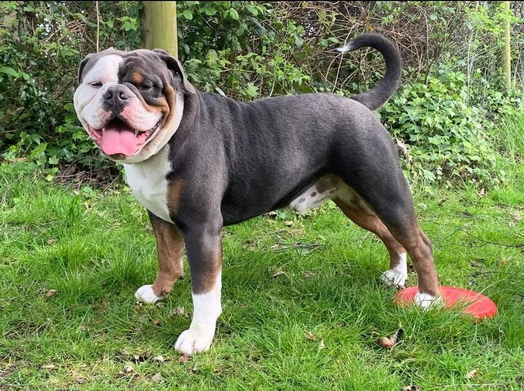 Carpen Diaz Bentley | Olde English Bulldogge 