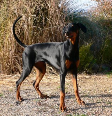 Lotus v. Bayrischen Löwen | Black Doberman Pinscher