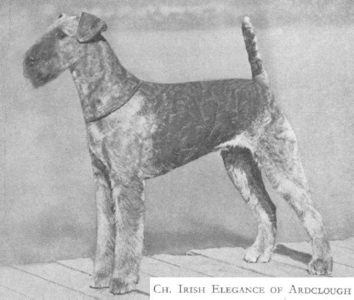 Irish Elegance of Ardclough | Airedale Terrier 