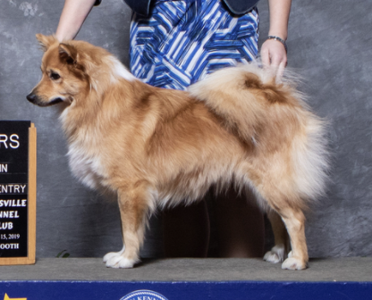 Caradoc's Precious Jewel | Icelandic Sheepdog 