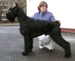 Rus Astershwarc Udjin | Giant Schnauzer 