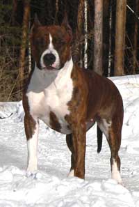 Zolotoi Angel Hranitel Zvezdochka s Urala | American Staffordshire Terrier 