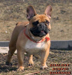 SHALOST' SURPRI SHARMON | French Bulldog 