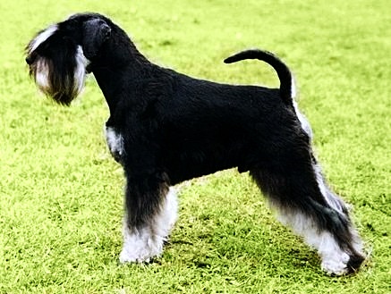 COMPLIMENT Rezlark | Miniature Schnauzer 