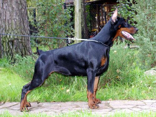 Barcelona Brava iz Doma Domeni | Black Doberman Pinscher