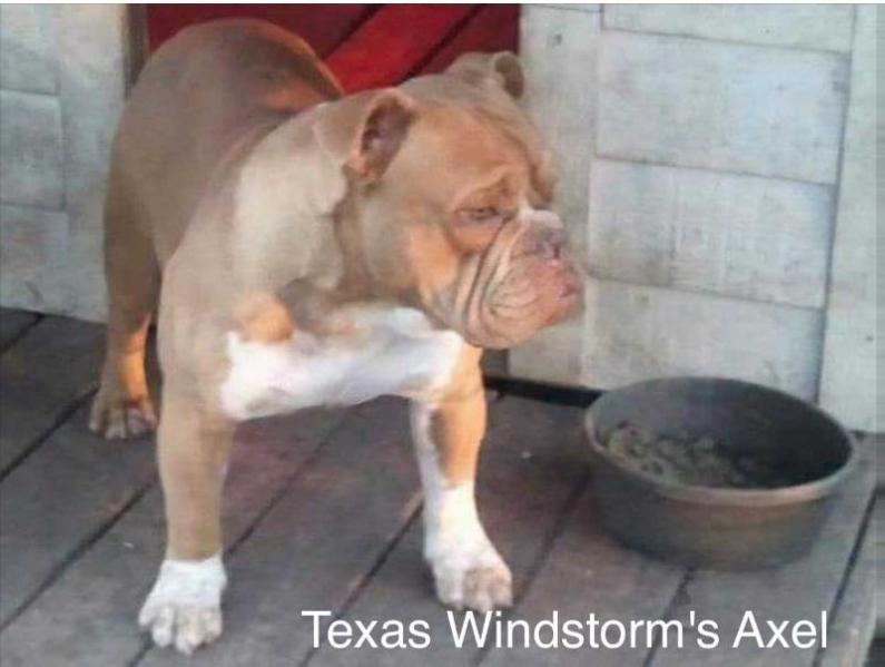 Tx. Windstorm's Heavy Duty Axel | Olde English Bulldogge 