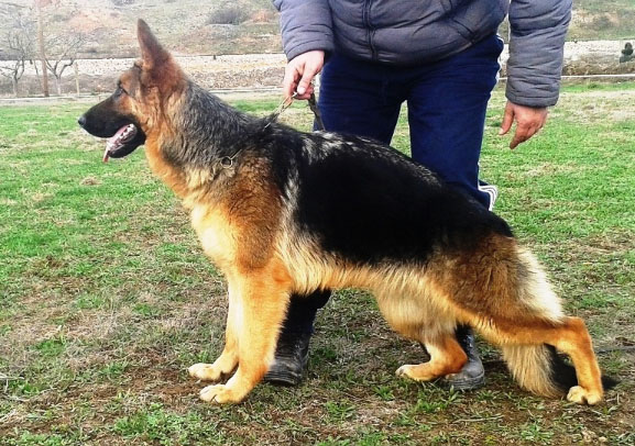 Kiss de la Aldea de la Valdoncina | German Shepherd Dog 
