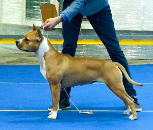 Laki´s Pride Dream My Dream | American Staffordshire Terrier 