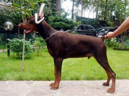 Sergius-Aleksandrija Maestro Maricone | Brown Doberman Pinscher