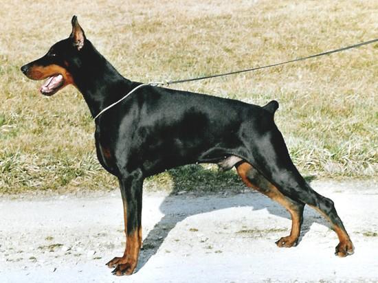 Iron del Mediano | Black Doberman Pinscher