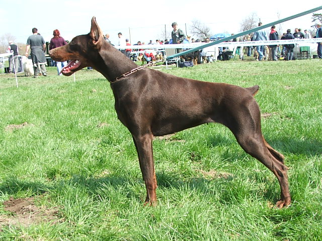 Free v. Zwilling | Brown Doberman Pinscher