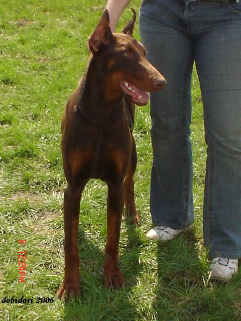 Black-Dober Puma | Brown Doberman Pinscher