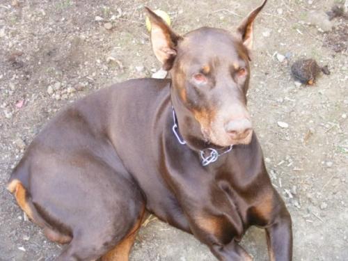 Duncan v.d. Sonnenleite | Brown Doberman Pinscher