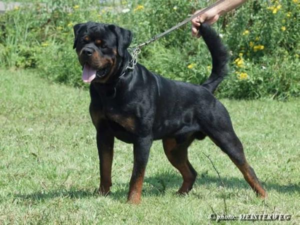 Orlando von Bistuva Nuova | Rottweiler 