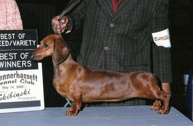 Suwannee Passport I Feel Lucky | Dachshund 