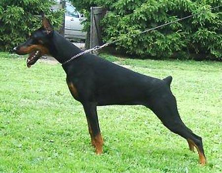 Imidz Zarina-Zoe Zanzi Mag | Black Doberman Pinscher